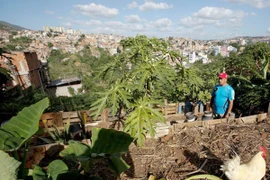 Venezuela kêu gọi người dân trồng trọt ngay trong thành phố