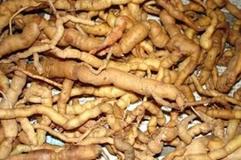 Ba kích, khi thuốc bổ thành thuốc độc