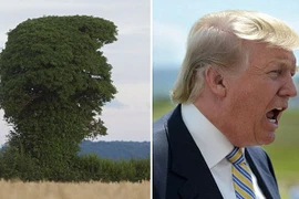 Cây giống Donald Trump