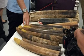 Sân bay Nội Bài: Phát hiện vụ vận chuyển ngà voi, sừng tê giác cực lớn