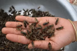 "Tổ con chuồn chuồn" ở Chiềng Châu