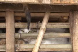 Phát hiện xe tải chở 3 tấn mèo nhập lậu