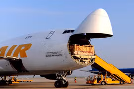 Bò Úc “đi máy bay” về Việt Nam 