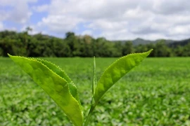 Nữ sinh vứt con trong nông trại ngay sau khi sinh