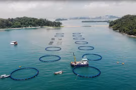 Singapore sử dụng công nghệ AI vì mục tiêu an ninh lương thực