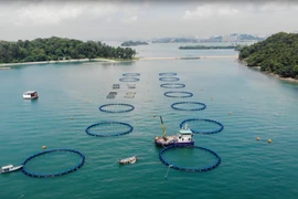 Singapore sử dụng công nghệ AI vì mục tiêu an ninh lương thực