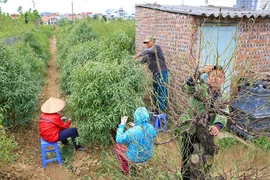 Làng đào Nhật Tân hối hả vào vụ Tết