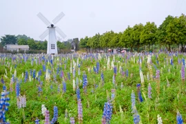 Có một cánh đồng hoa đậu lupin giữa lòng Hà Nội 