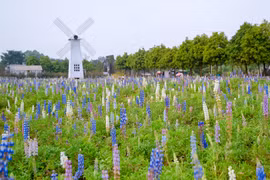 Có một cánh đồng hoa đậu lupin giữa lòng Hà Nội 