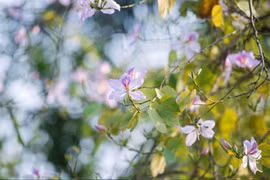 Hoa ban Tây Bắc khoe sắc xuân ở Thủ đô 