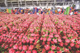 Tìm lối thoát cho 300.000 tấn thanh long đến kỳ thu hoạch như thế nào? 