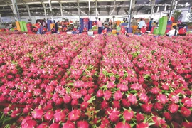 Tìm lối thoát cho 300.000 tấn thanh long đến kỳ thu hoạch như thế nào? 