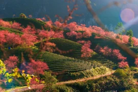 Mai anh đào bung nở đón Xuân 