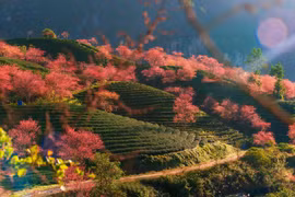 Mai anh đào bung nở đón Xuân 