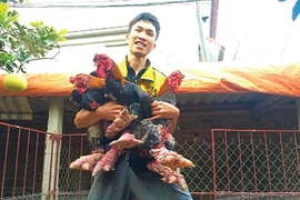 Nuôi gà cũng có thể thành triệu phú