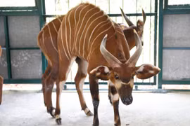 Vinpearl Safari Phú Quốc đón đợt động vật quý hiếm đầu tiên