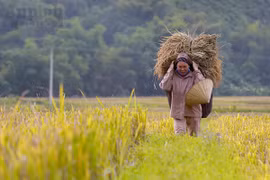 Đẹp ngỡ ngàng Mai Châu mùa gặt