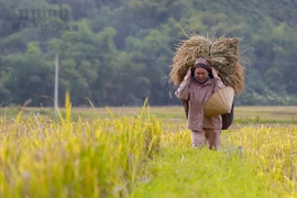 Đẹp ngỡ ngàng Mai Châu mùa gặt