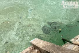 Hồ Văn Quán: Tảo nổi váng dày đặc, bốc mùi 