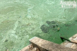 Hồ Văn Quán: Tảo nổi váng dày đặc, bốc mùi 