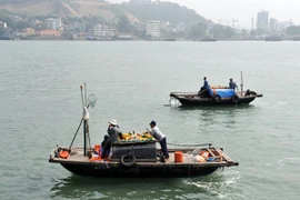 Xử lý các đối tượng hành nghề đeo bám tàu du lịch trên vịnh Hạ Long