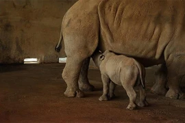 Chuyện ít người biết về những 'bảo mẫu' động vật hoang dã tại Vinpearl Safari Phú Quốc