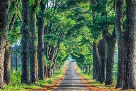 Được ví như “Đà Lạt thứ 2”, đâu là lực đẩy đưa du lịch Gia Lai cất cánh? 