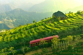 Đến Sun World Fansipan Legend chiêm ngưỡng thiên đường hoa đẹp như mơ