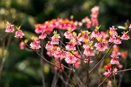 Chiêu đãi vô vàn trải nghiệm, Sun World Ba Na Hills hút khách du xuân