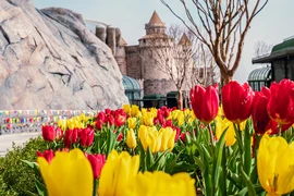 Hành trình mùa xuân kỳ diệu trên đỉnh Bà Nà