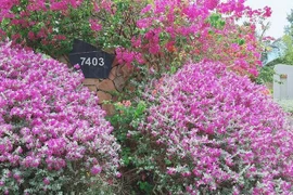 Giáng hương, tuyết sơn phi hồng và những mùa hoa đẹp ngây ngất tại chuỗi quần thể FLC