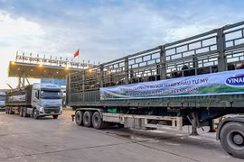 Hệ thống trang trại sinh thái Vinamilk Green Farm đón thêm 1.550 bò sữa nhập từ Mỹ