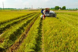 VietinBank đẩy mạnh cho vay thu mua, kinh doanh thóc, gạo