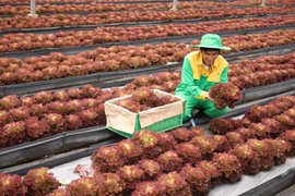 Masan: 4 năm liên tiếp vào Top 50 doanh nghiệp phát triển bền vững tiêu biểu Việt Nam