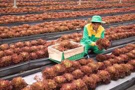 Masan: 4 năm liên tiếp vào Top 50 doanh nghiệp phát triển bền vững tiêu biểu Việt Nam