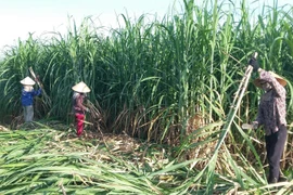 NASU đồng hành cùng người nông dân phát triển kinh tế tuần hoàn, làm giàu bền vững từ cây mía