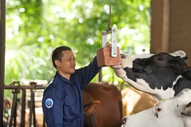 Cô Gái Hà Lan và hành trình kiến tạo giá trị cho ngành chăn nuôi bò sữa bền vững