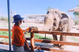 Hòa mình vào thiên nhiên hoang dã tại FLC Zoo Safari Park Quy Nhon