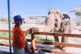 Hòa mình vào thiên nhiên hoang dã tại FLC Zoo Safari Park Quy Nhon