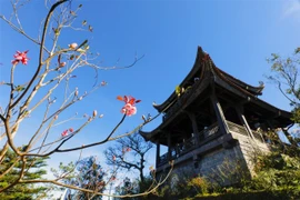 Hoa Đào chuông báo xuân ngợp ngời trên đỉnh Bà Nà