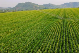 Cuộc trò chuyện của Thủ tướng và người nông dân trên cánh đồng nguyên liệu đạt kỷ lục thế giới