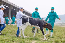Quỹ sữa Vươn cao Việt Nam và Vinamilk dành nhiều món quà đặc biệt cho trẻ em nhân 15 năm thành lập