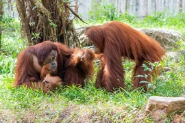 Ly kỳ hành trình tới quê hương thứ 2 của cặp vợ chồng đười ươi Sumatra