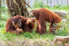 Ly kỳ hành trình tới quê hương thứ 2 của cặp vợ chồng đười ươi Sumatra