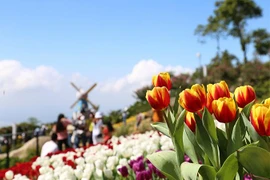 Hàng trăm ngàn du khách nô nức lên ngắm hoa tulip lần đầu xuất hiện trên đỉnh Núi Bà Tây Ninh