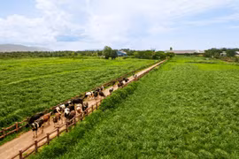 Hệ sinh thái ‘Net Zero’ đã vượt ra ngoài những trang trại xanh của Vinamilk