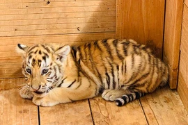 “Dân mạng” phấn khích với chú hổ Bengal đáng yêu “hết nấc” tại FLC Zoo Safari Park Quy Nhon