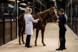 Những ‘bảo mã’ tiền tỷ tại Học viện cưỡi ngựa Hoàng Gia được chăm chút đặc biệt ra sao?