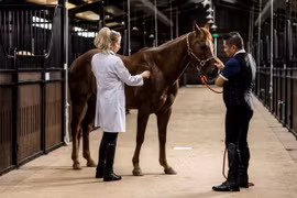 Những ‘bảo mã’ tiền tỷ tại Học viện cưỡi ngựa Hoàng Gia được chăm chút đặc biệt ra sao?