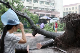 Xà cừ cổ thụ bật gốc, đổ chắn ngang đường Triệu Quốc Đạt